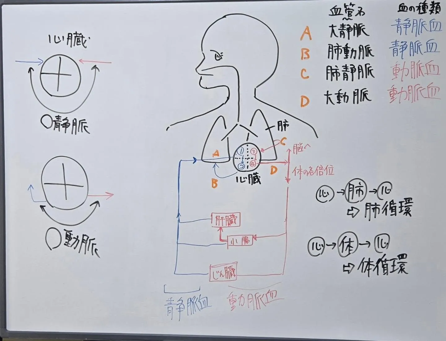 板書から見える夏期講習