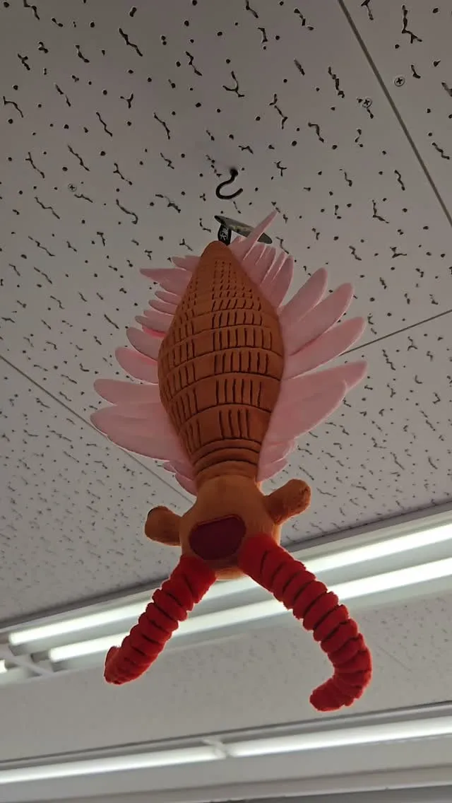 アノマロカリスの天日干し？